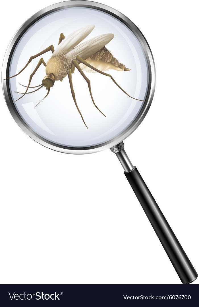 Mosquito Through Magnifying Glass Royalty Free Vector Image - Bug Under Magnifying Glass Mosquito Through Magnifying Glass Royalty Free Vector Image - Bug Under Magnifying Glass