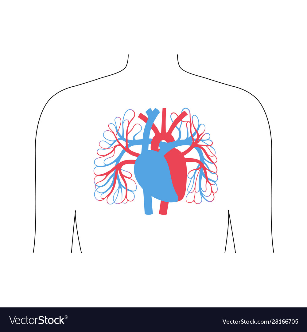Circulatory System Anatomy Royalty Free Vector Image Circulatory System Anatomy Royalty Free Vector Image