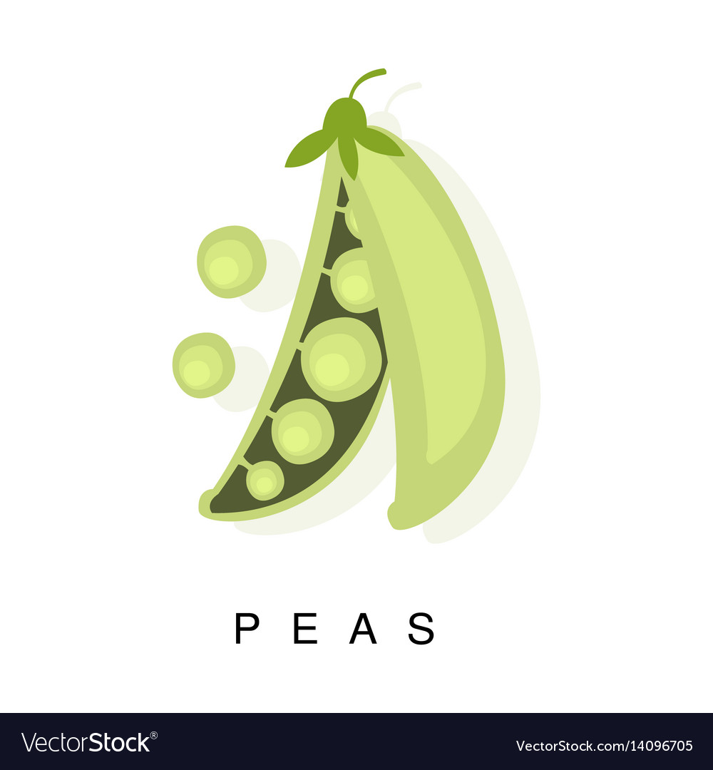 Frische Pea Pod Infografik