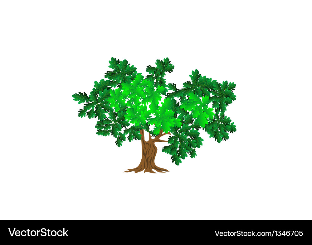 Green oak Royalty Free Vector Image - VectorStock
