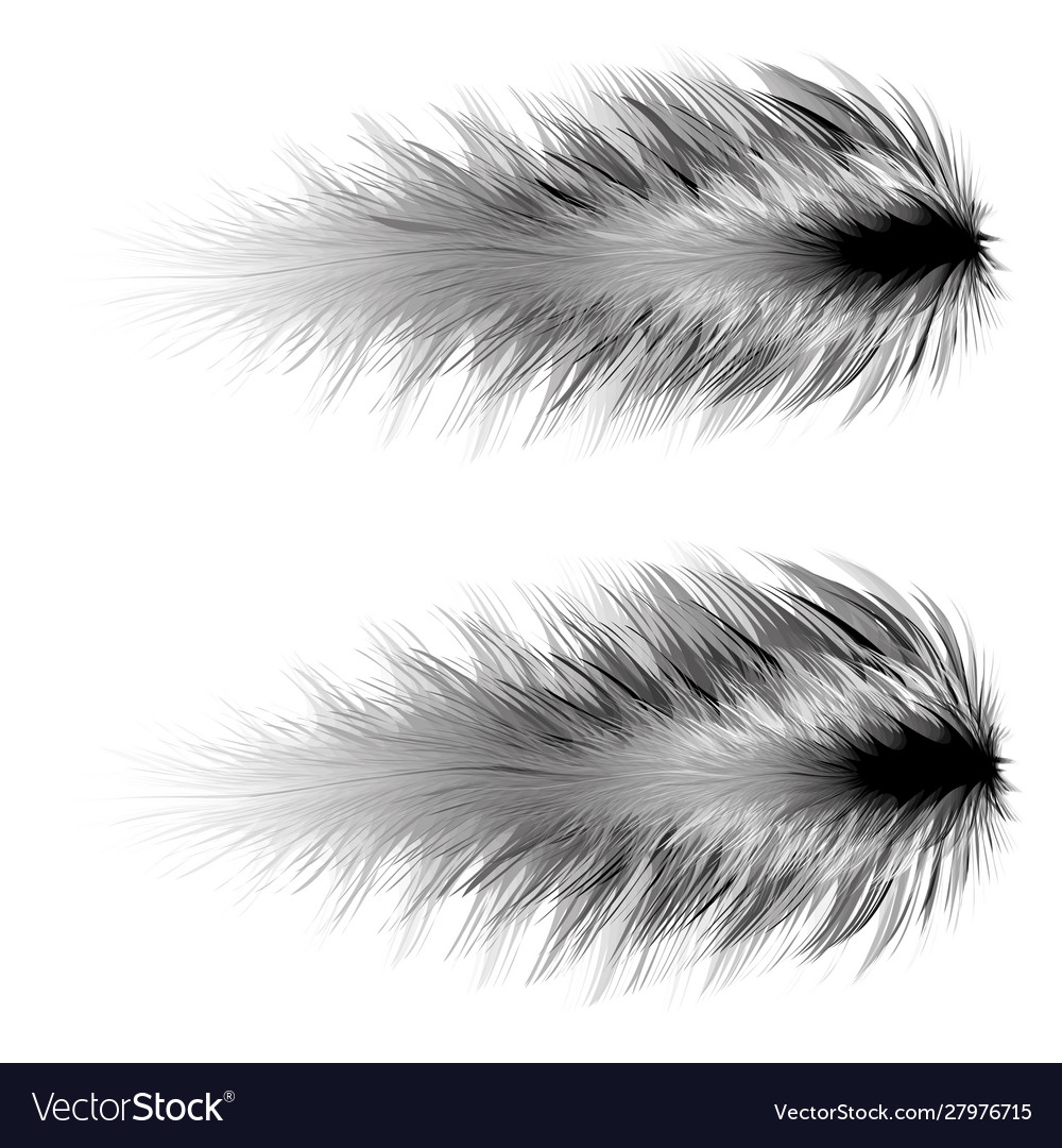 Realistic feather art brush elements