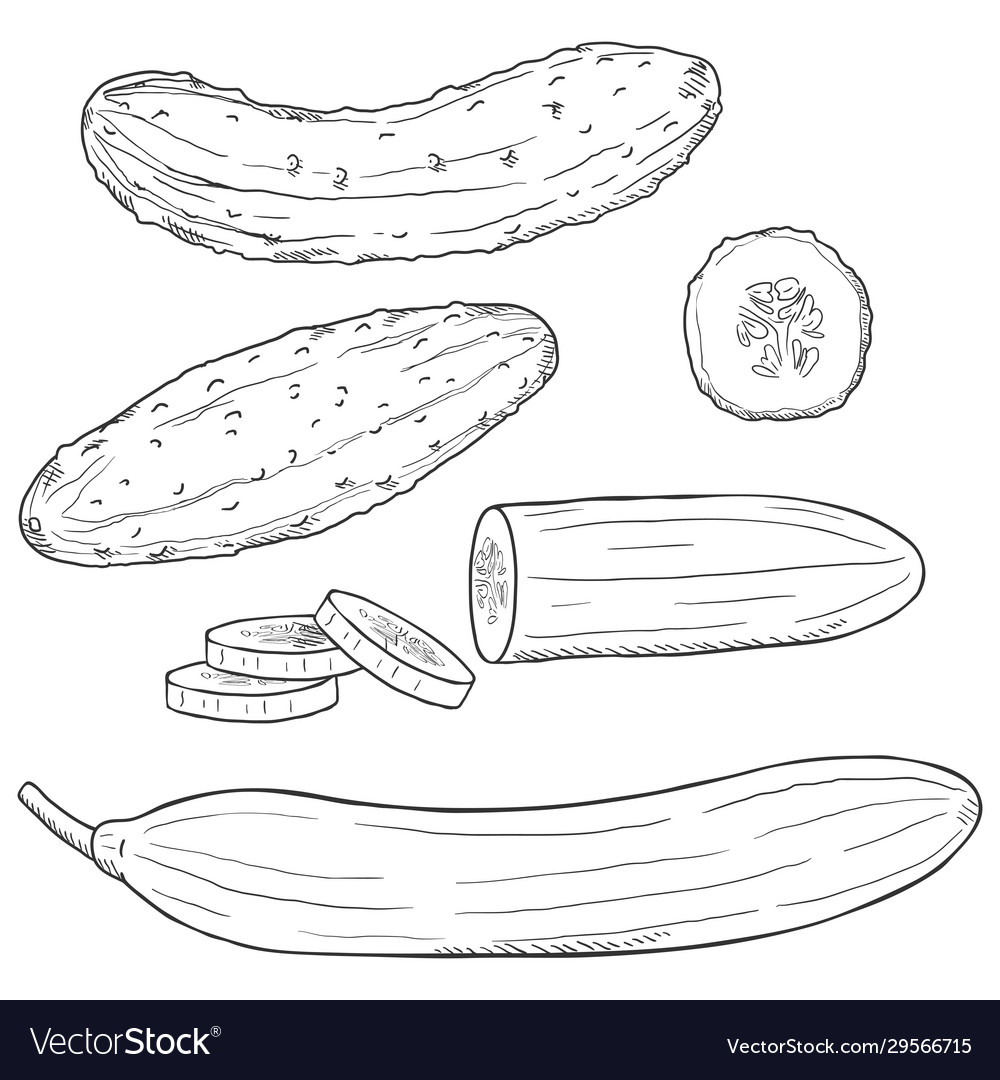 Set sketch cucumbers Vector Image Set sketch cucumbers