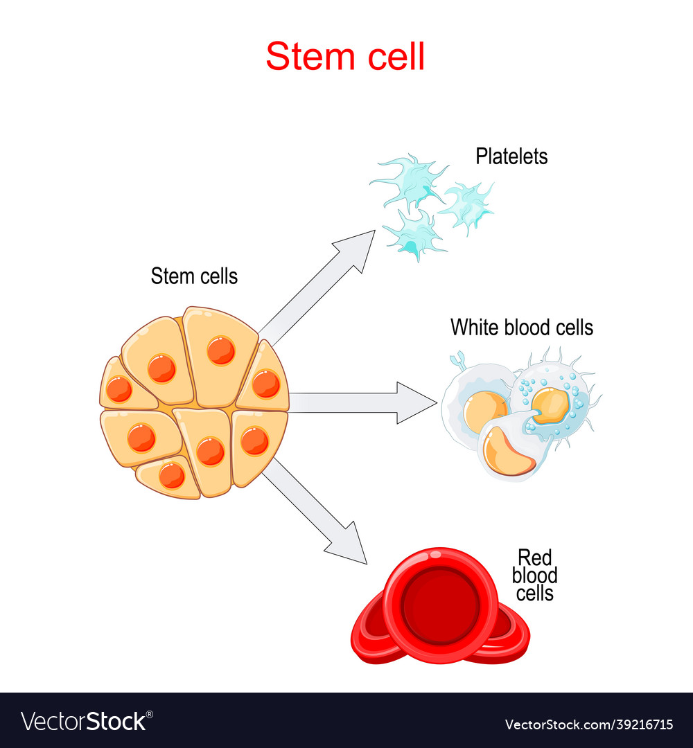 Stem Cells Transplantation And Differentiation Vector Image