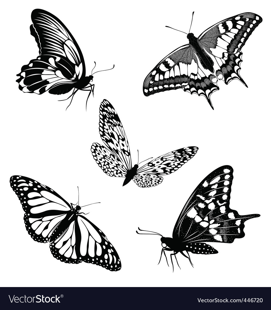 Black and White Butterfly Collection