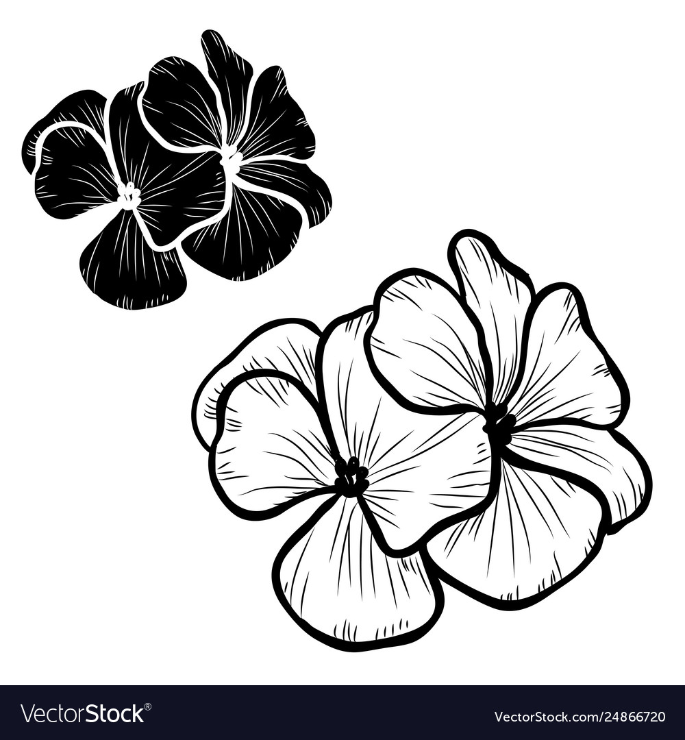 Hand drawn floral decorations