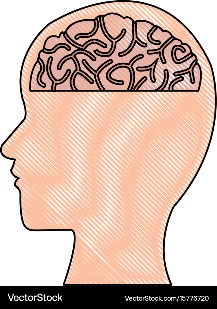 Human head and brain mind concept Royalty Free Vector Image