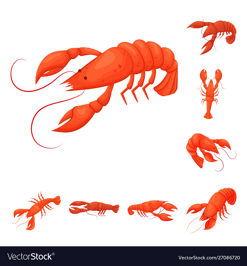 Isolated object shrimp and crab icon set