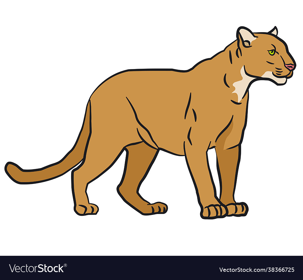 Mountain Lion Royalty Free Vector Image - Vectorstock