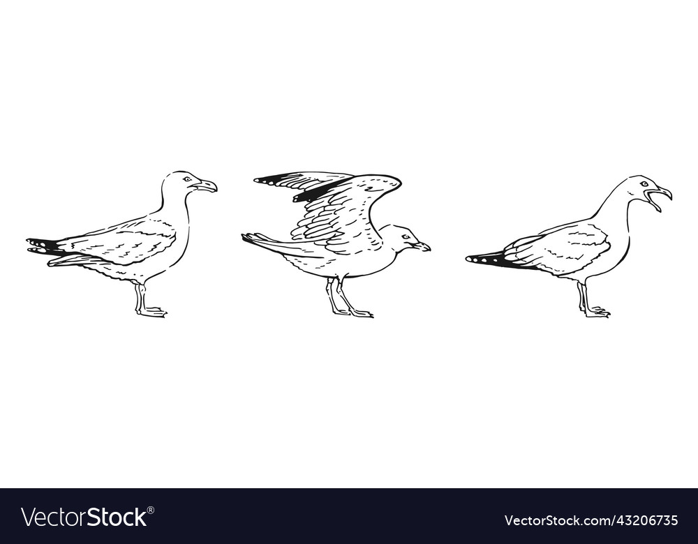 Set of hand drawn seagulls outline line art style