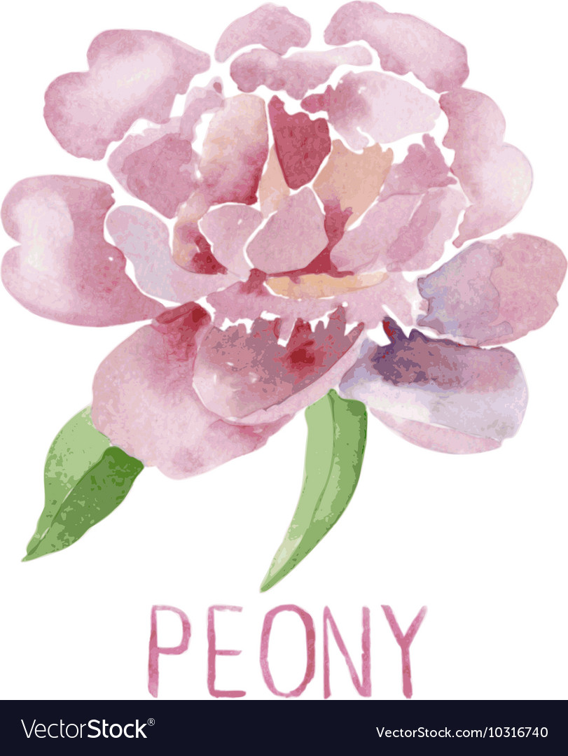 Gorgeous Pink Peony Flower Watercolor Royalty Free Vector Gorgeous Pink Peony Flower Watercolor Vector Image