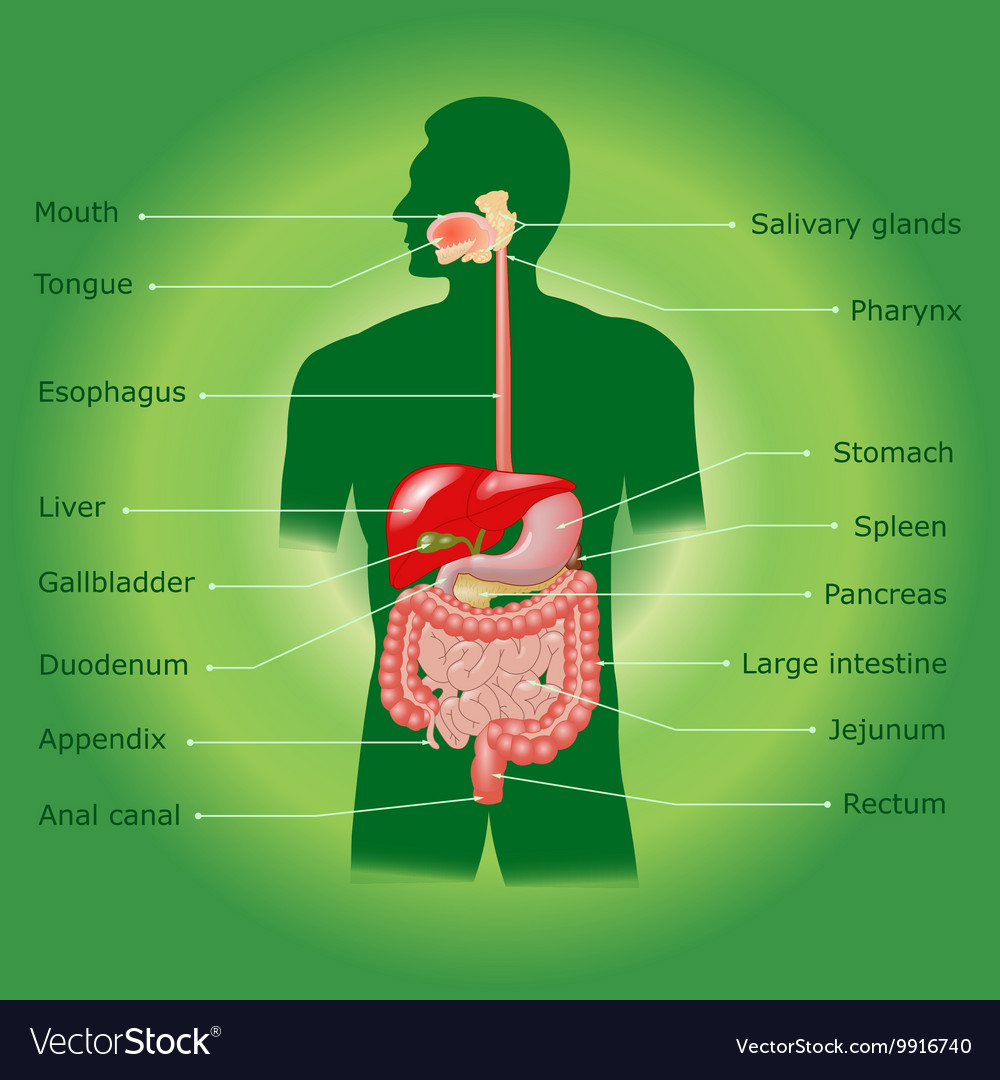 The human digestive system Royalty Free Vector Image