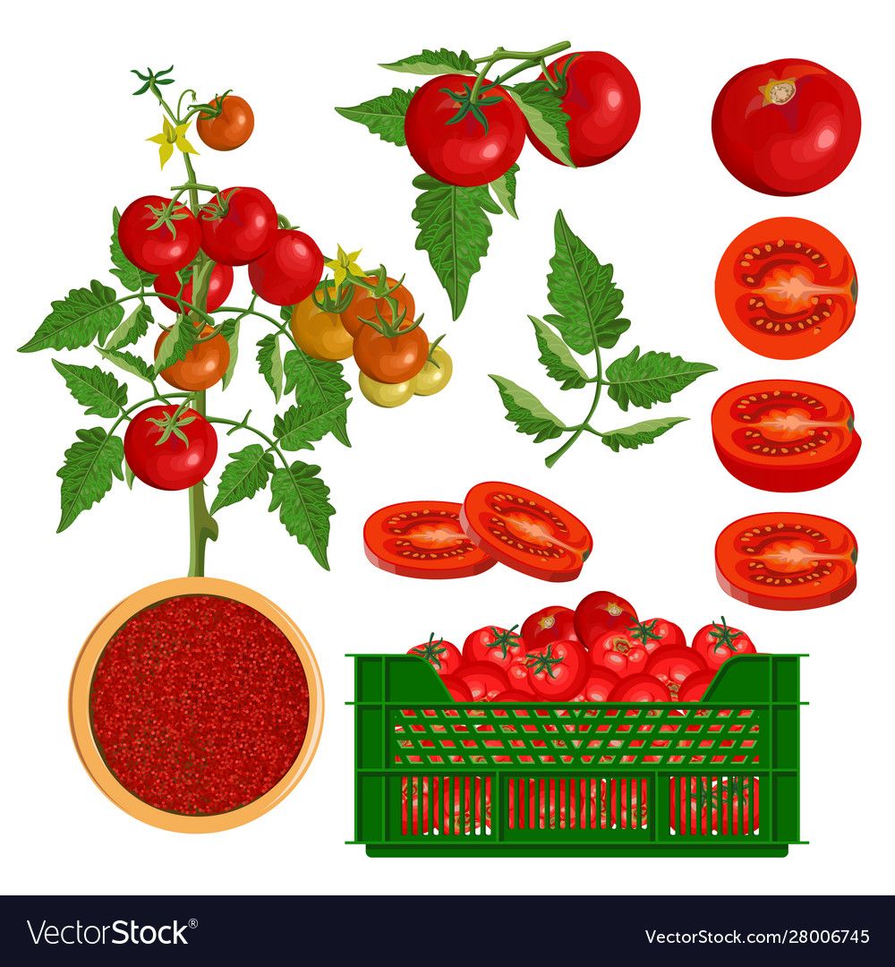 Fresh red tomatoes - branch bush leaf whole