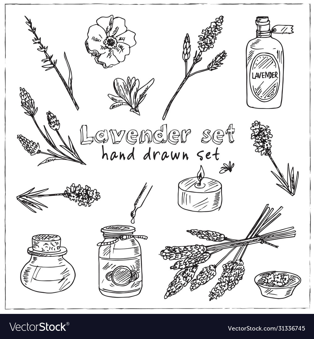 Lavender hand drawn doodle set isolated elements