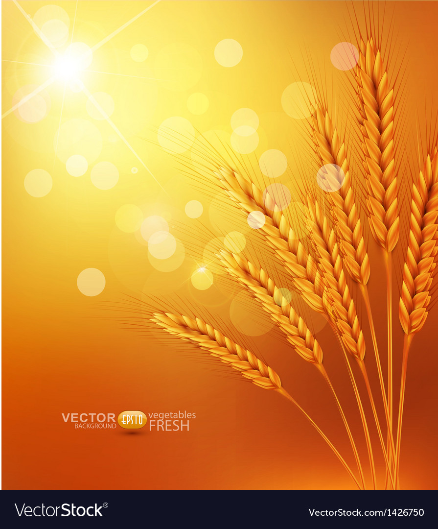 Background with gold ears of wheat bun sunrays Vector Image