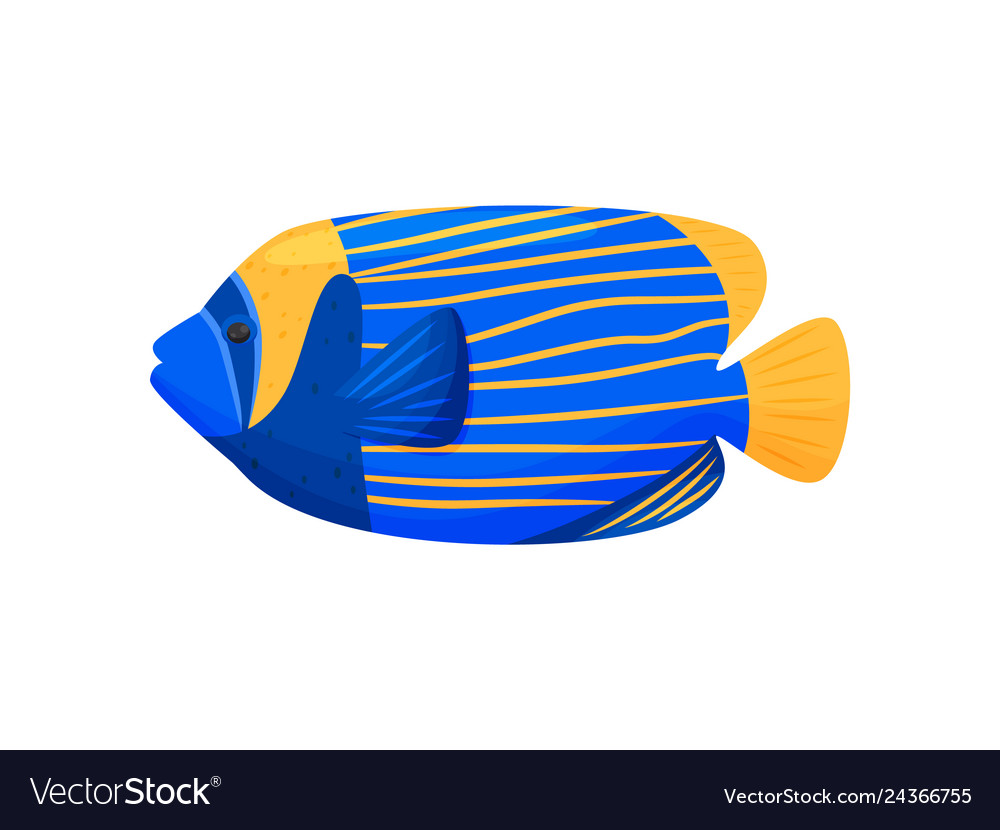 Blue fish on white background water life