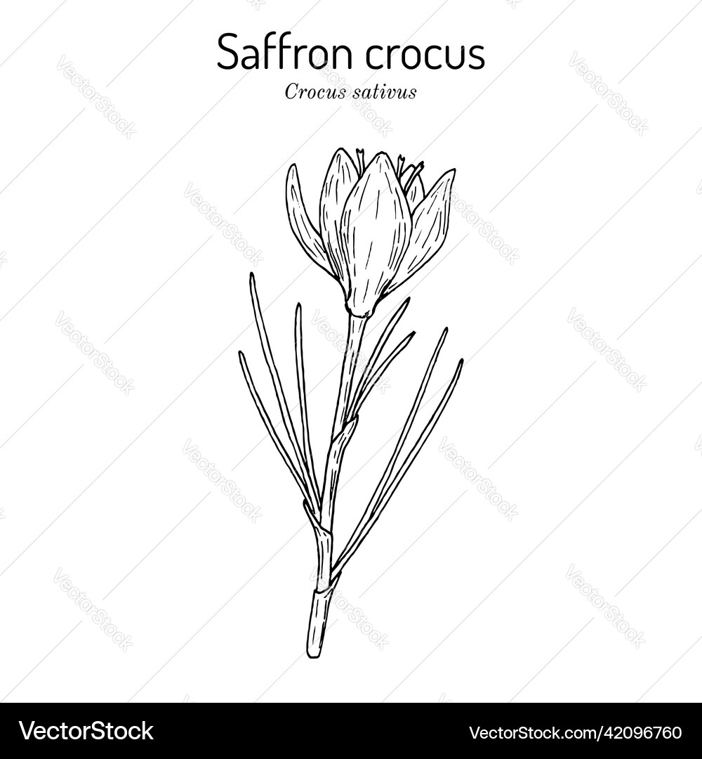Saffron crocus sativus medicinal and ornamental Vector Image