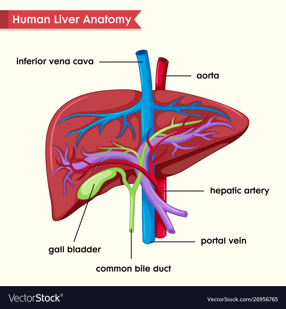 Scientific medical human liver parts Royalty Free Vector