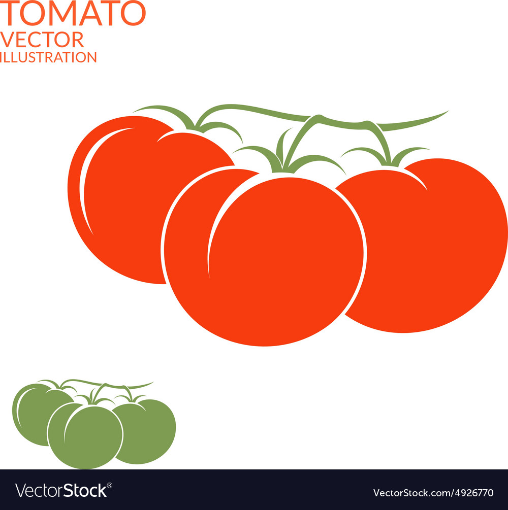 Tomato branch Royalty Free Vector Image - VectorStock