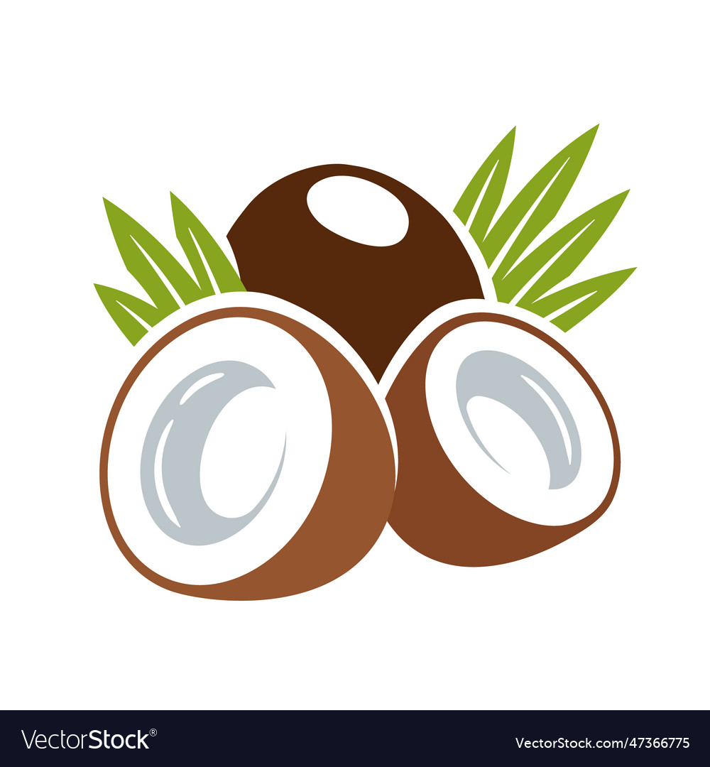 Coconut icon isolated on white background Vector Image