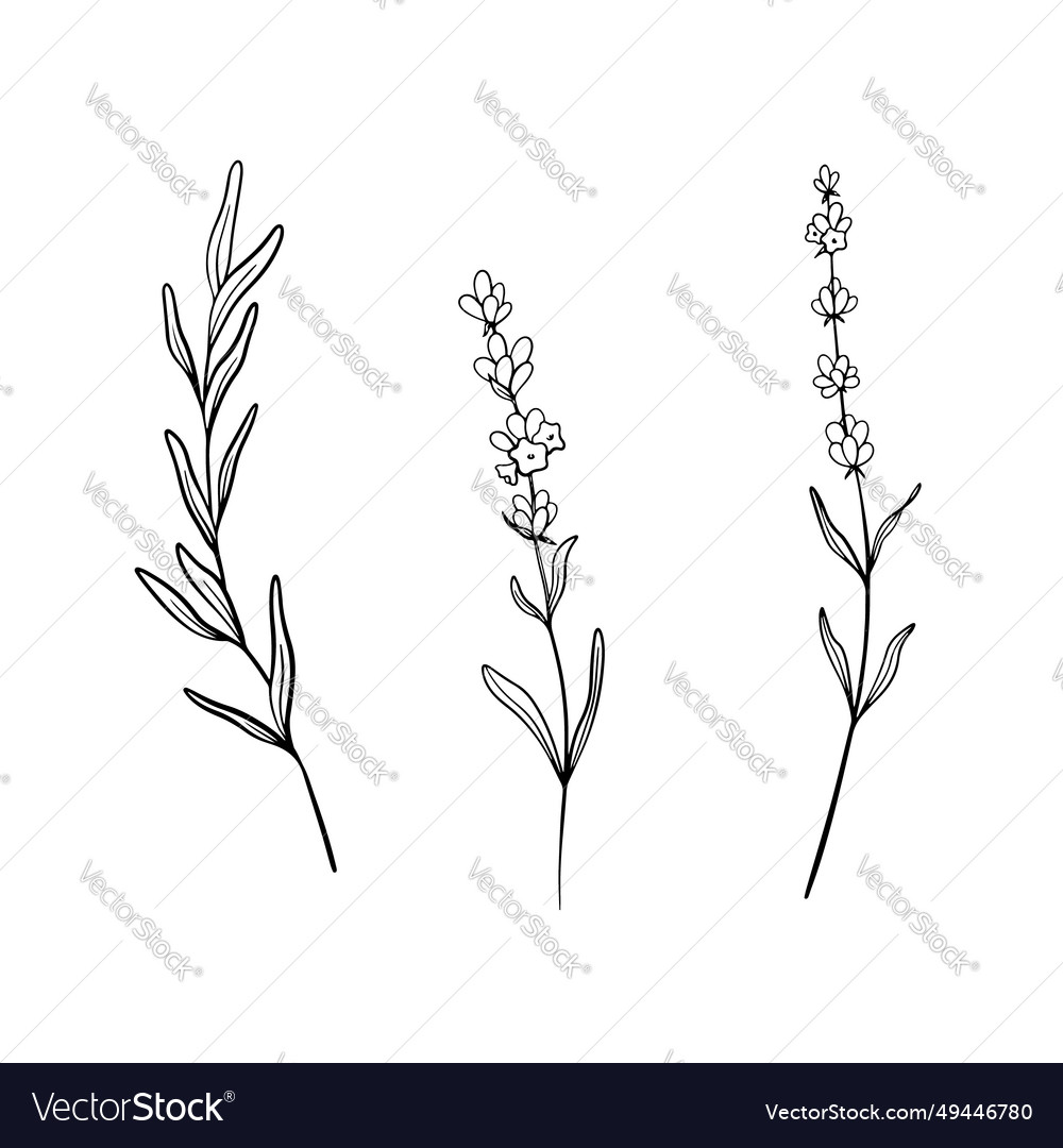 Set of lavender flower line art drawing hand Vector Image