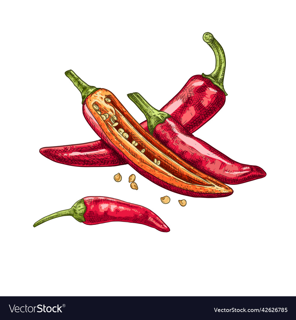 Hand drawn chili peppers