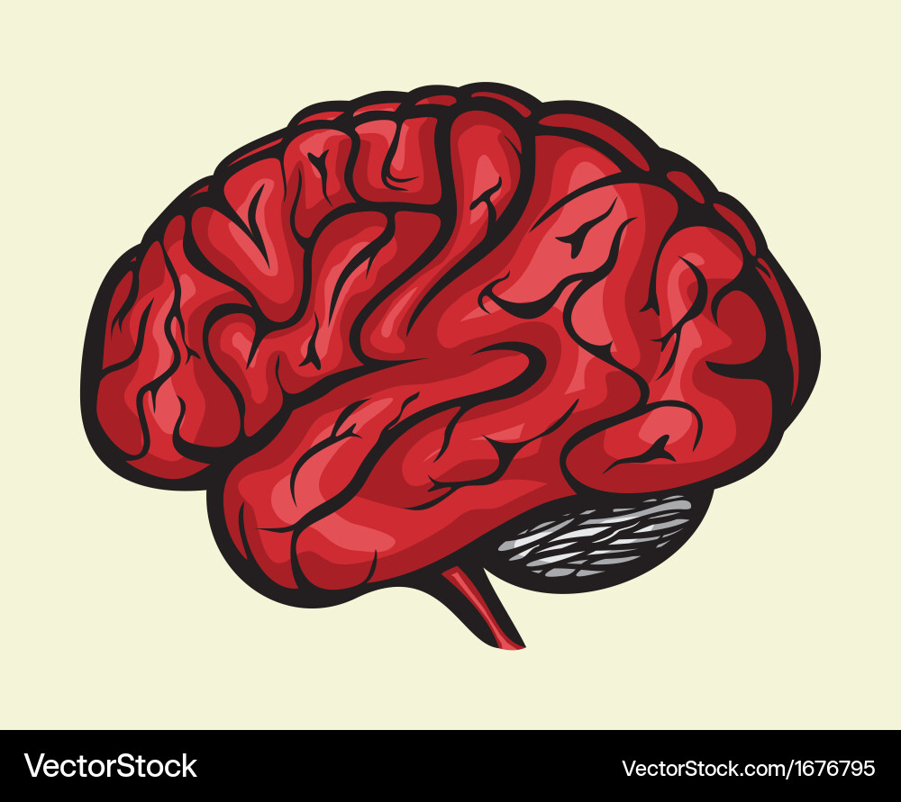 Brain3 resize Royalty Free Vector Image - VectorStock