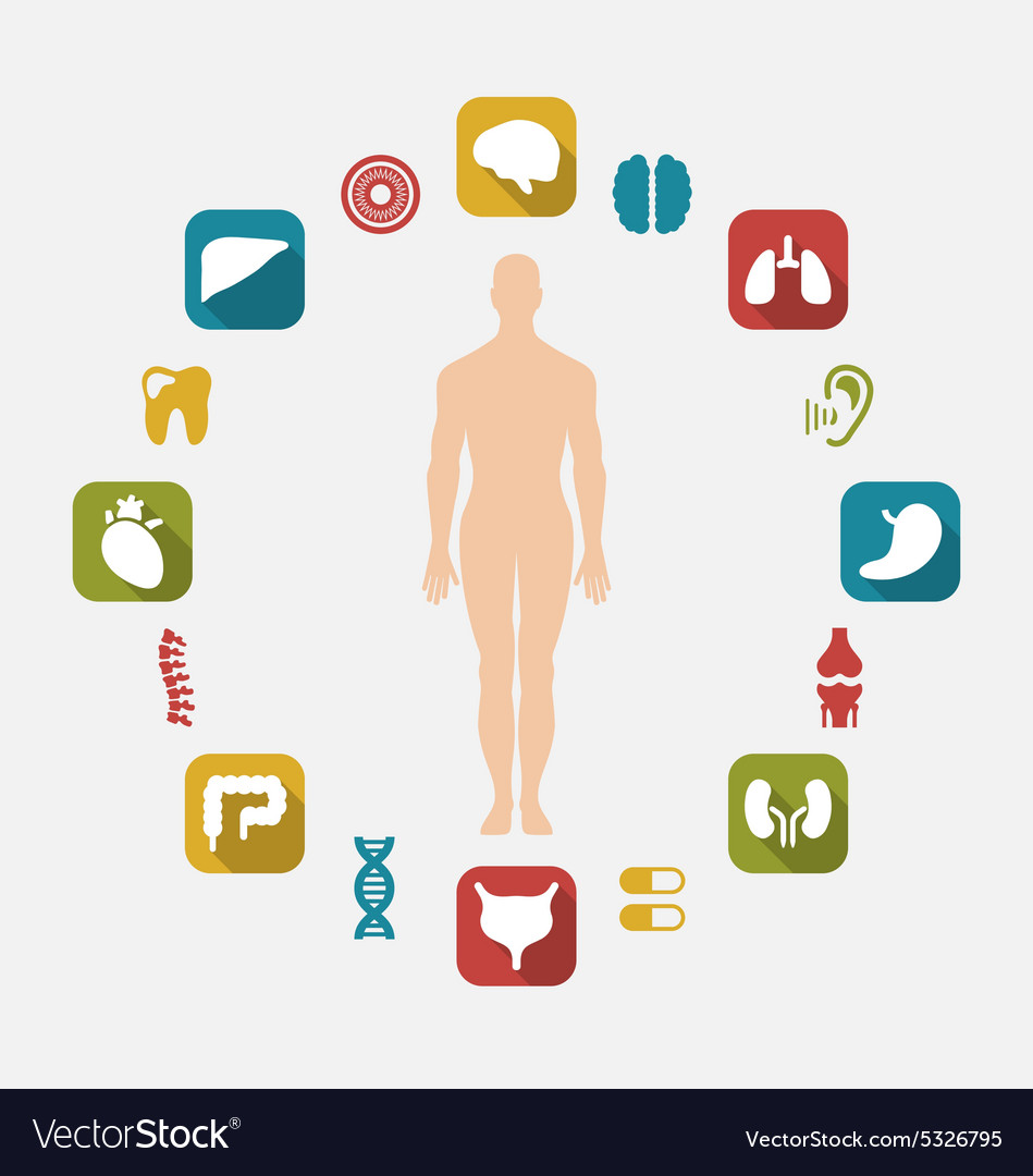 Infographic of internal human organs