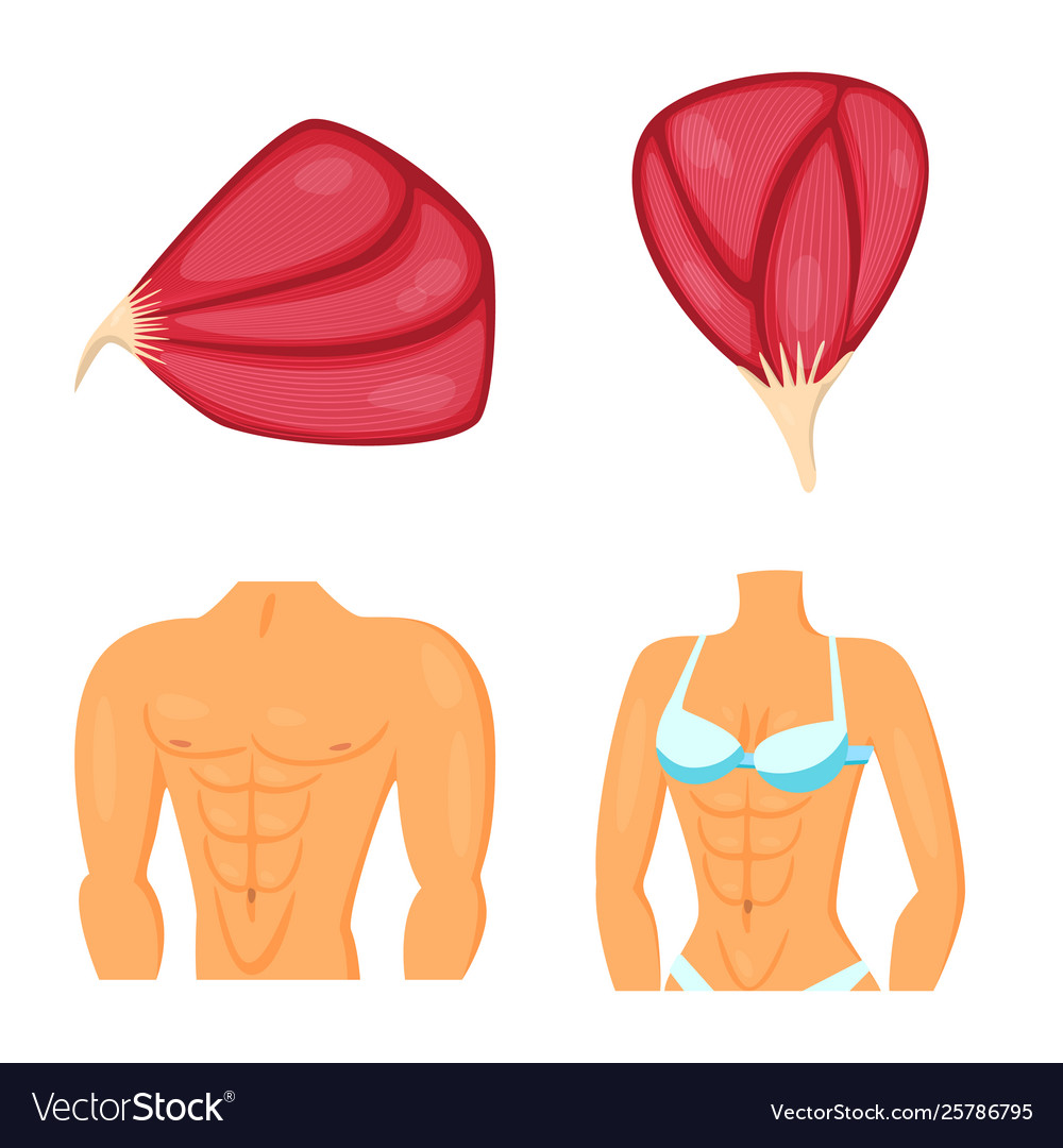 Isolated object muscle and cells icon set vector image Isolated object muscle and cells icon set