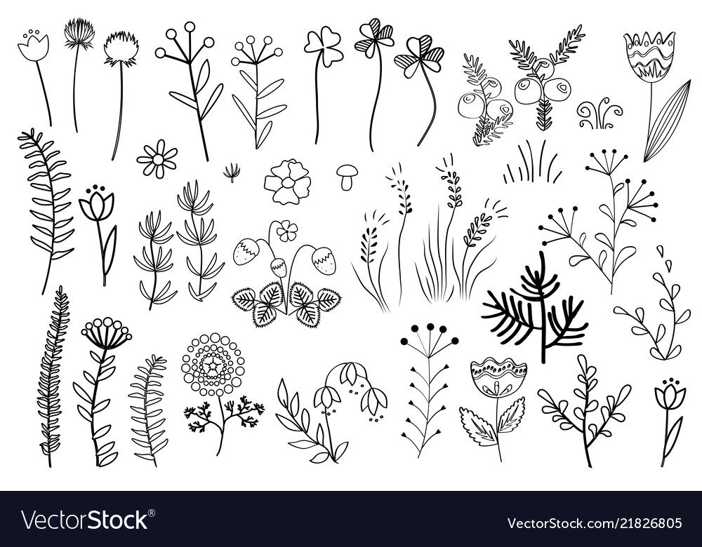 Floral Graphic Elements Royalty Free Vector Image