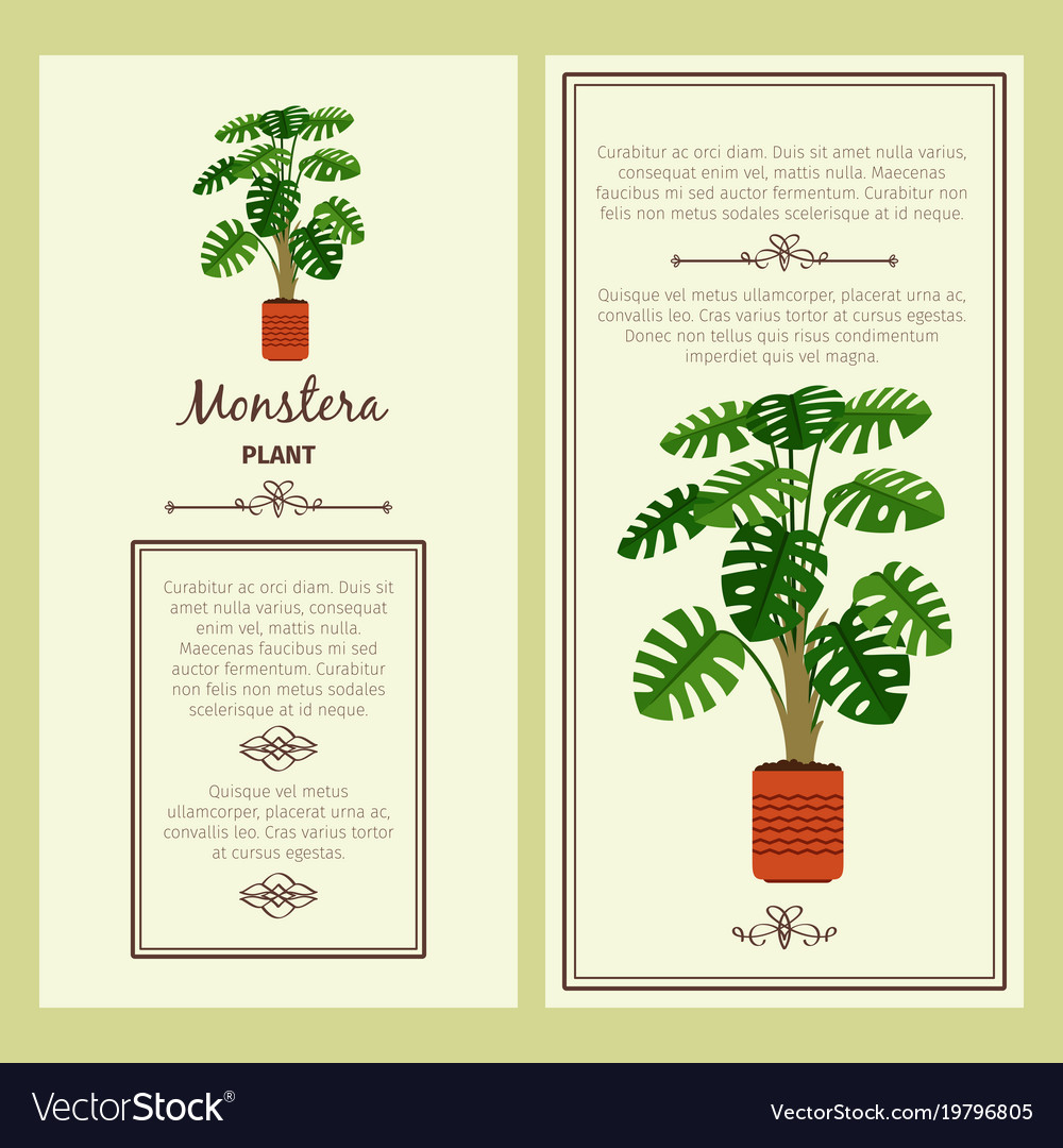 Greeting card with monstera plant