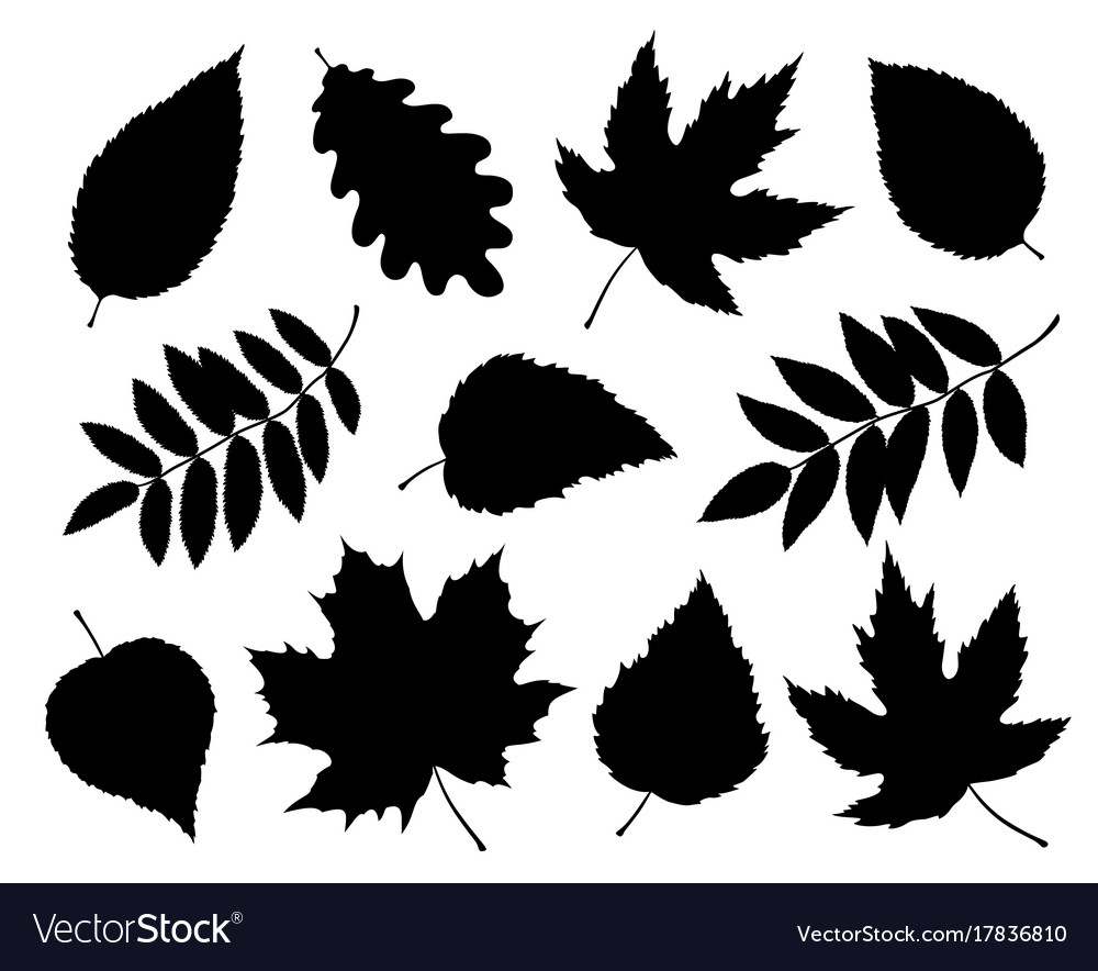 Set of isolated leaves and branches silhouettes Vector Image