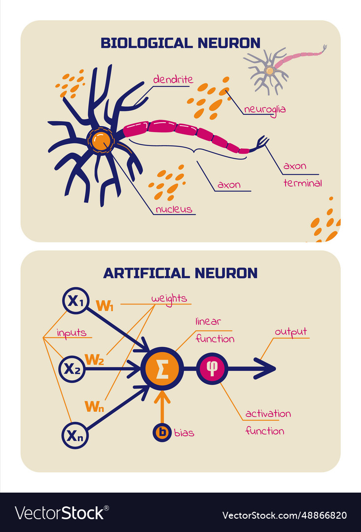 Artificial & Biological Neuron Networks