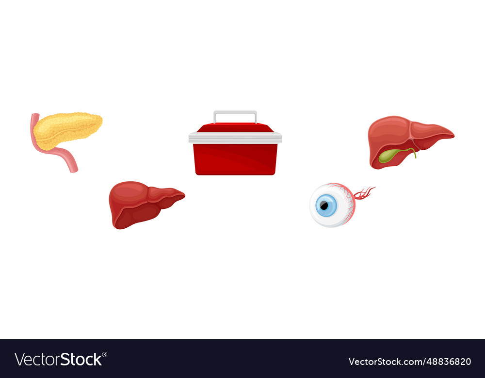 Human body internal organ as anatomy set