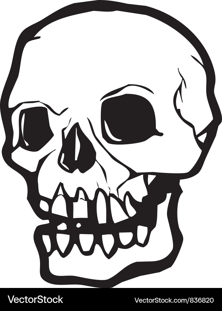 Human skull Royalty Free Vector Image - VectorStock