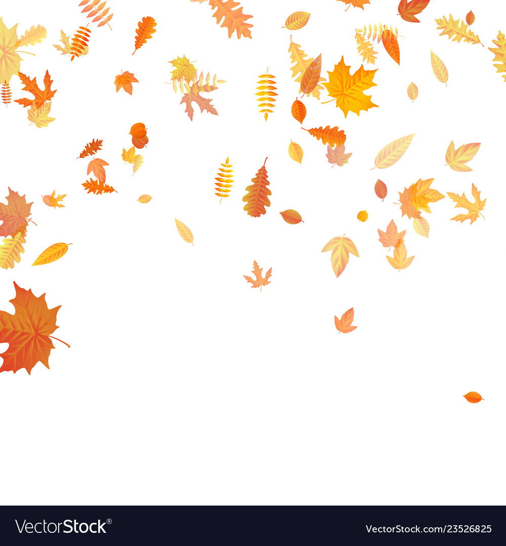 Autumn background with golden maple oak