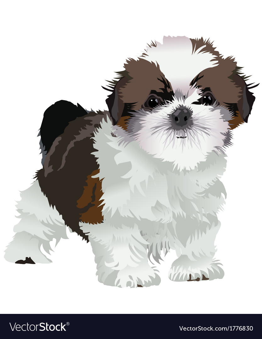 shih tzu puppies for free