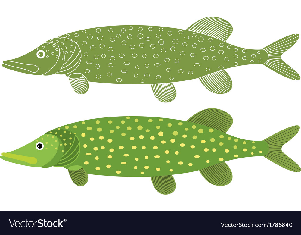 Pike Royalty Free Vector Image - VectorStock