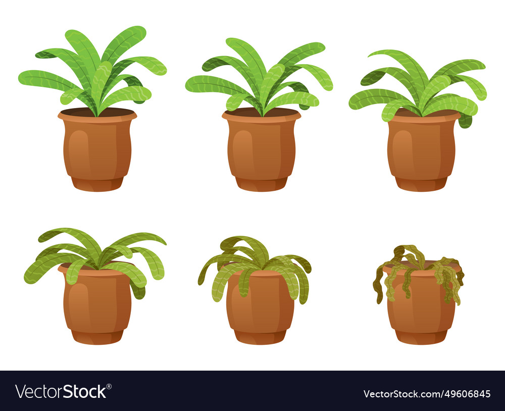 Blumenhauspflanze mit Wasserphasen flach vector image Blumenhauspflanze mit Wasserphasen flach