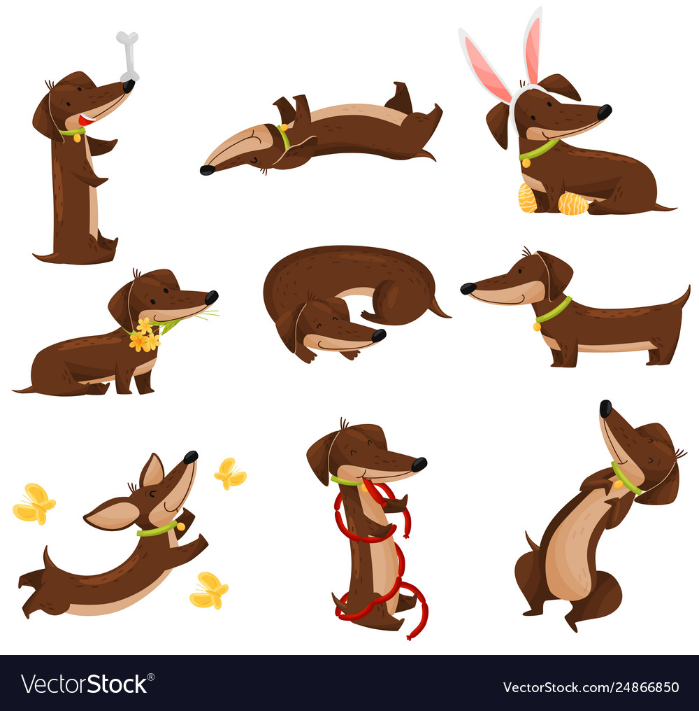 Happy dachshunds on white background vector image Happy dachshunds on white background