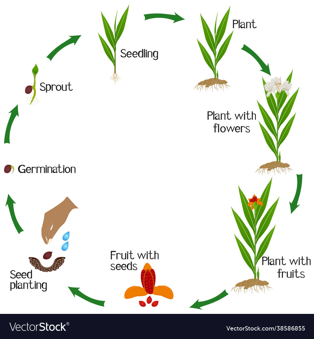 A growth cycle hedychium coronarium ginger Vector Image