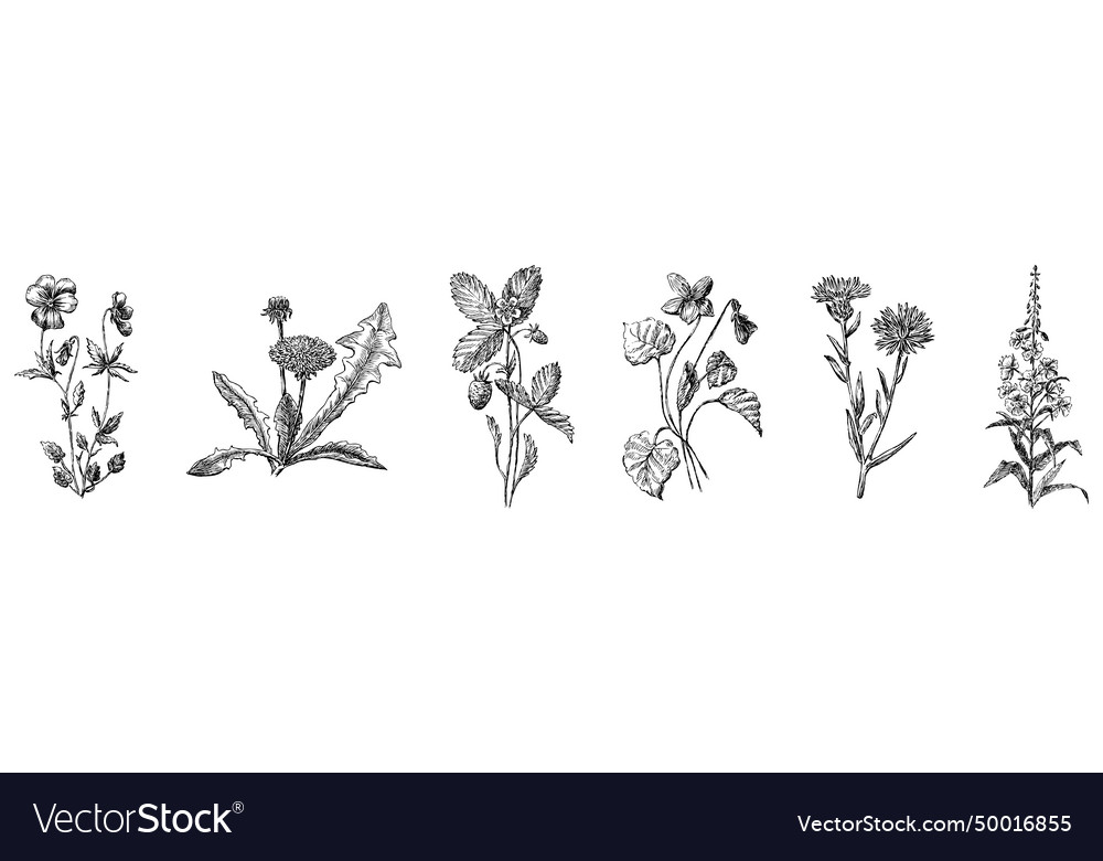 Hand drawing of collection different wildflowers Vector Image