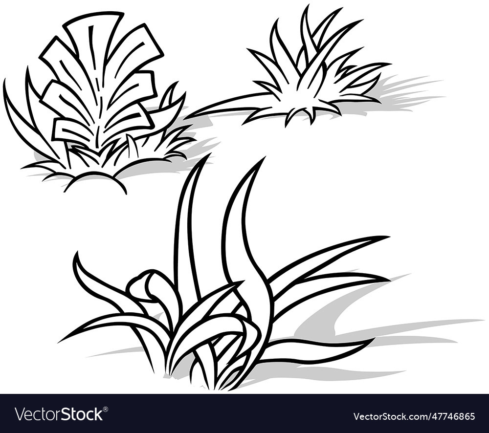 Set of Three Grass Bunches - Botanical Sketch