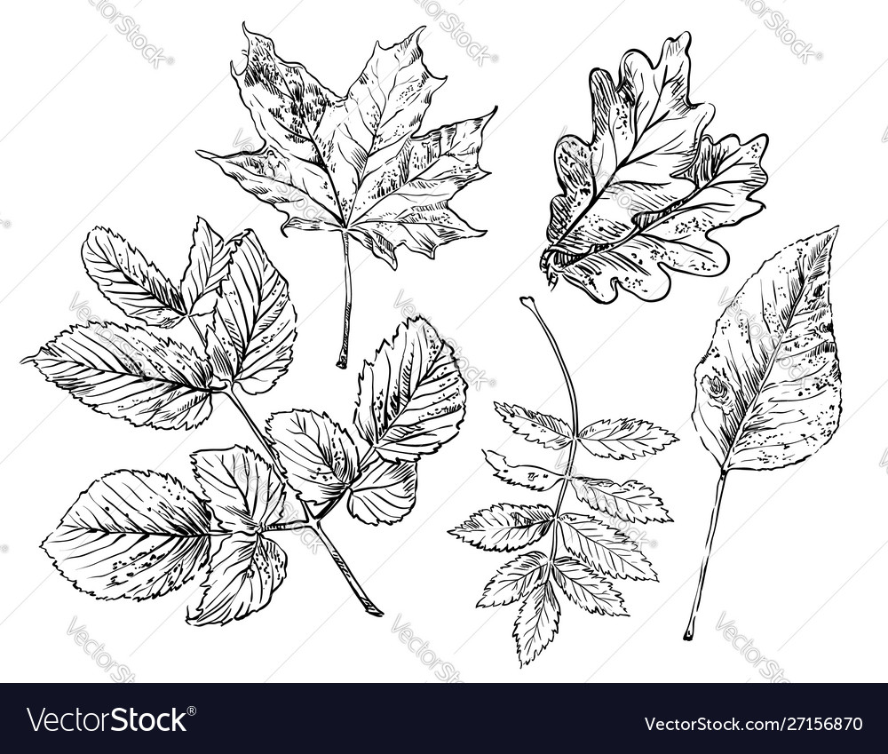Autumn Leaf Sketch - Black and White