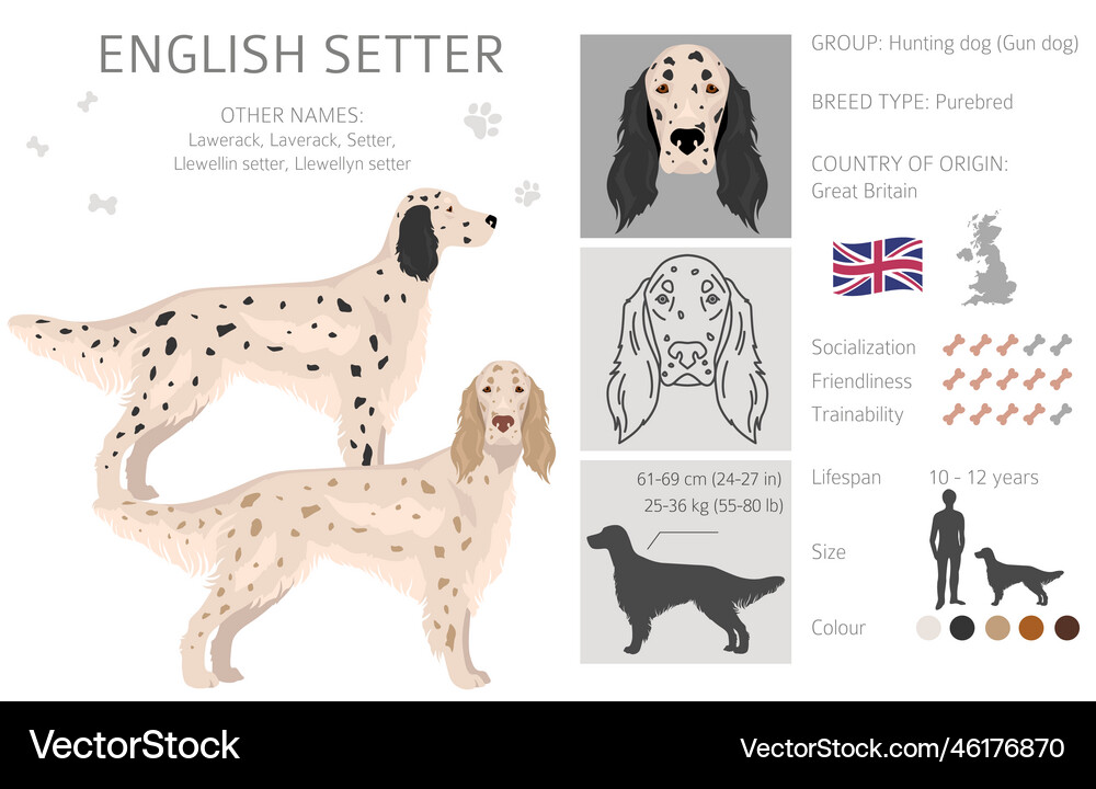 English setter clipart different poses coat Vector Image