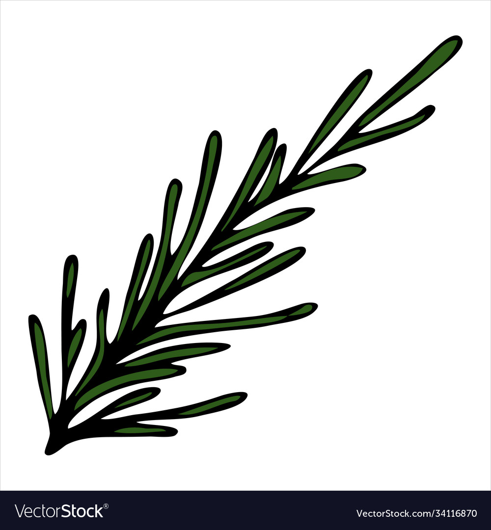 Pine twig conifer doodle style element Vector Image Pine twig conifer doodle style element