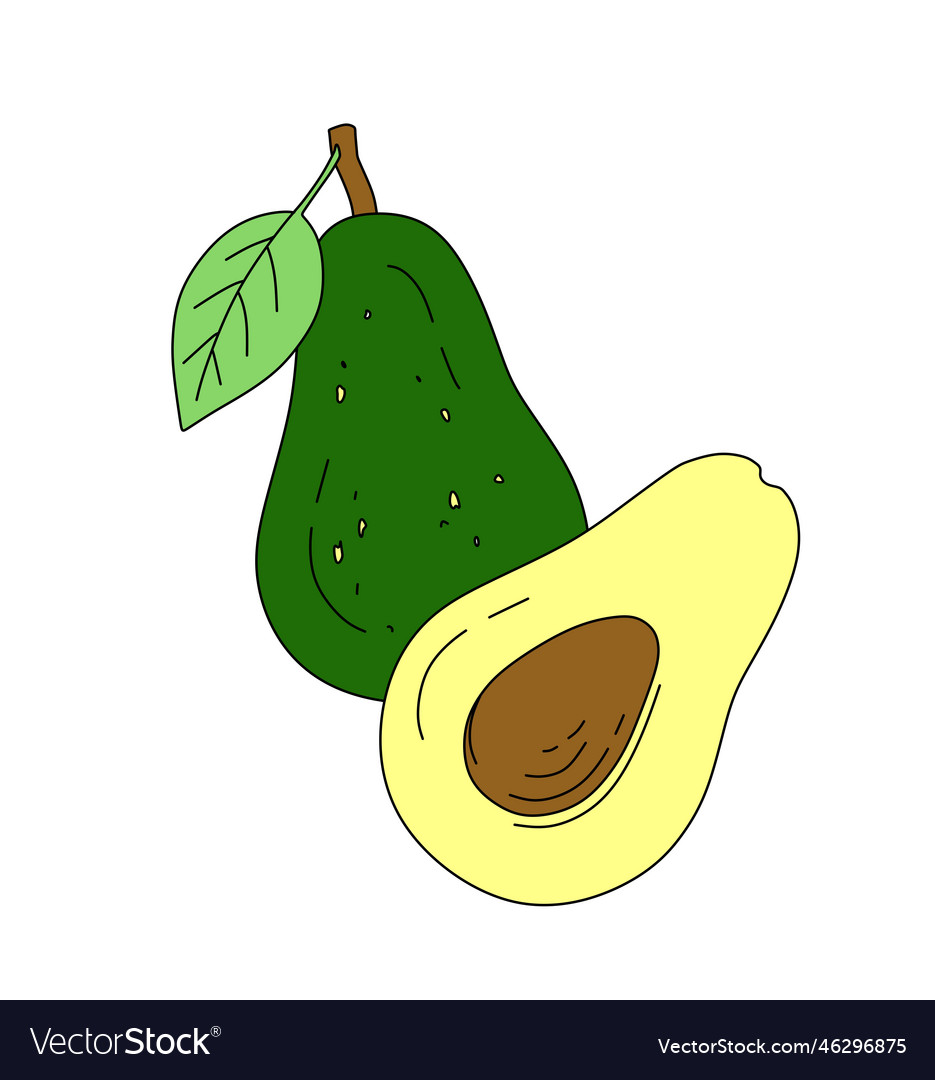 Avocado doodle color isolated on white background