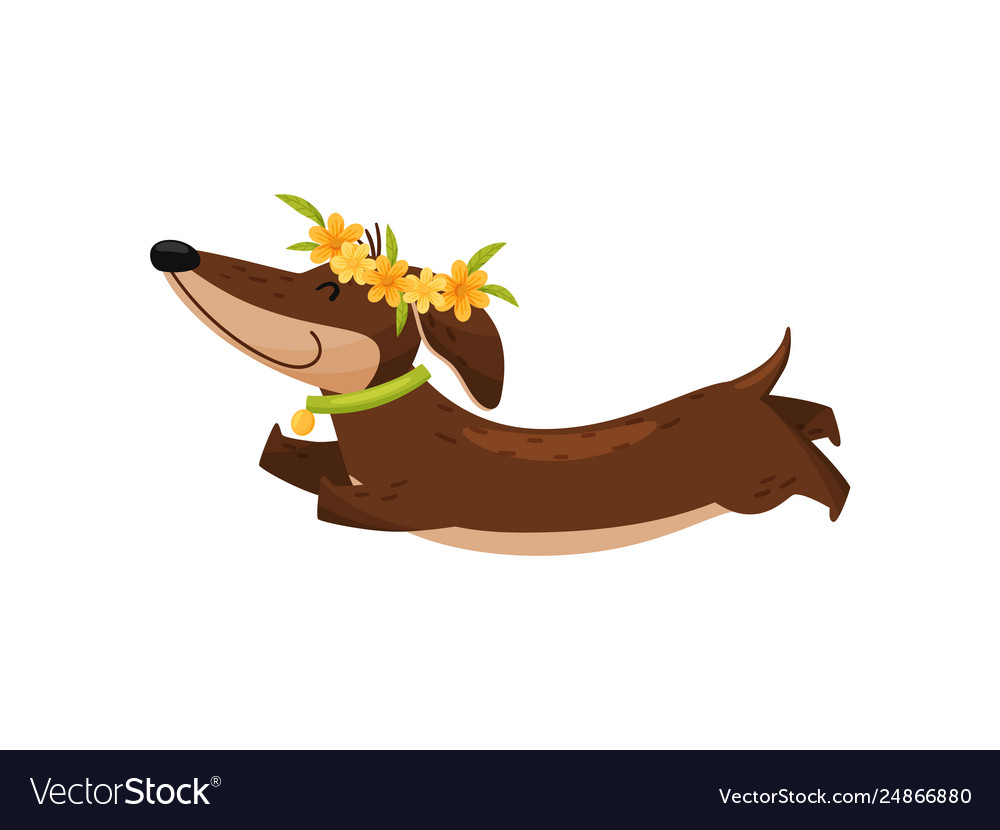 Happy dachshund in flower wreath on white