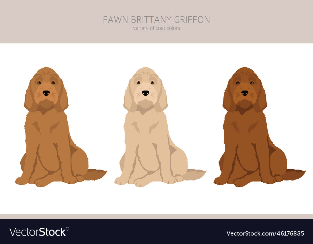 Fawn 2024 brittany griffon