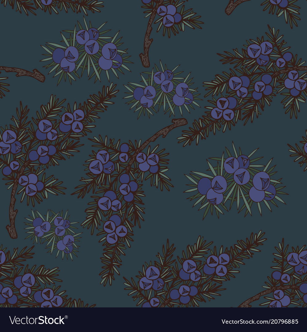Juniper seamless pattern on a dark background vector image Juniper seamless pattern on a dark background