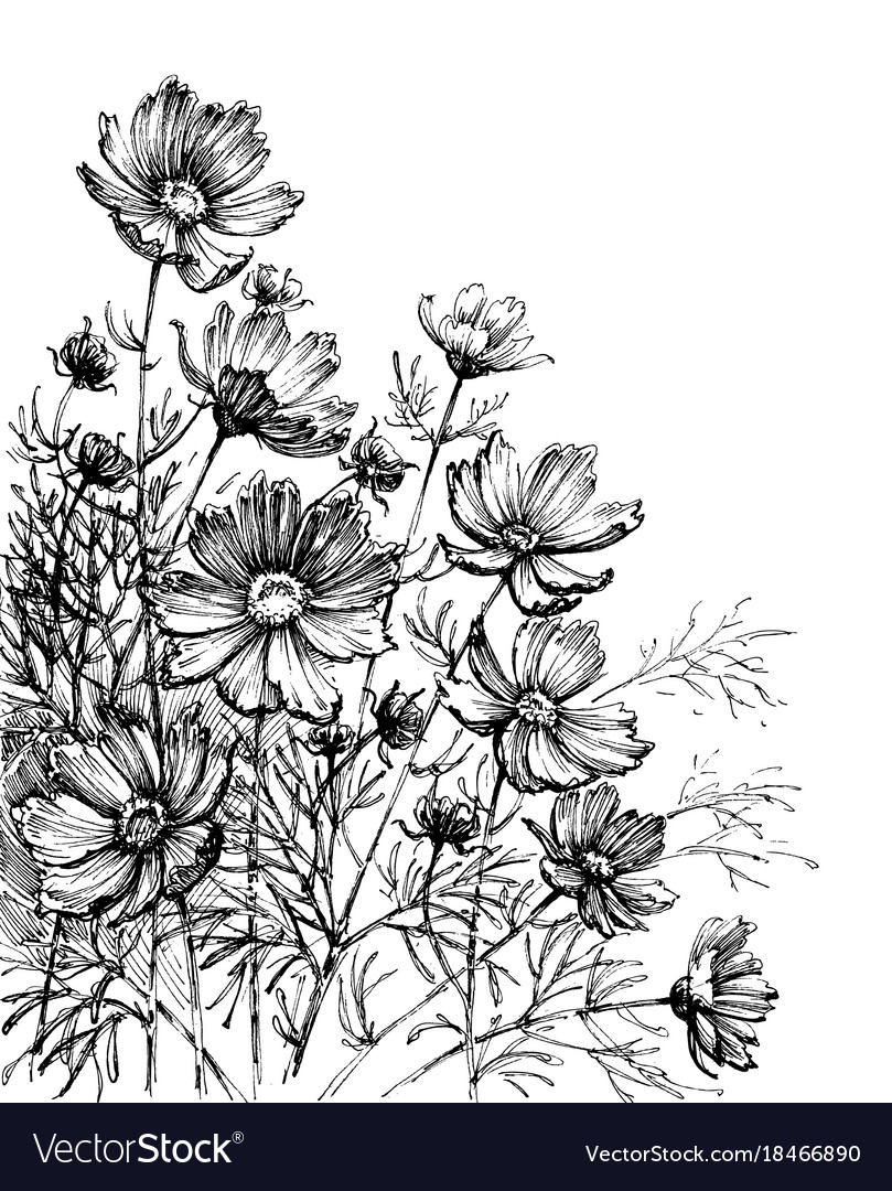 Cosmos flowers hand drawing garden background Vector Image